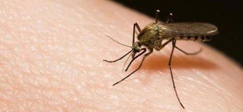 गजब : घर के सारे मच्छर भगा देगा एक टुकड़ा