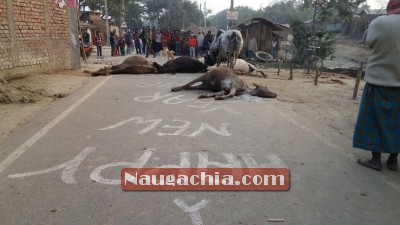 नवगछिया : बड़ा हादसा 5 मवेशी मरे, तीन लोग झुलसे, घंटों रोड जाम-Naugachia News