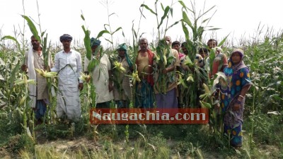 नवगछिया के किसानो पर आसमानी प्रकोप, किसानों के बीच हाहाकार -Naugachia News