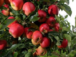 खुशखबरी : नवगछिया में भी उपजेगा सेव और  नारंगी किसान गोपाल सिंह ने कर दिखाया -Naugachia News