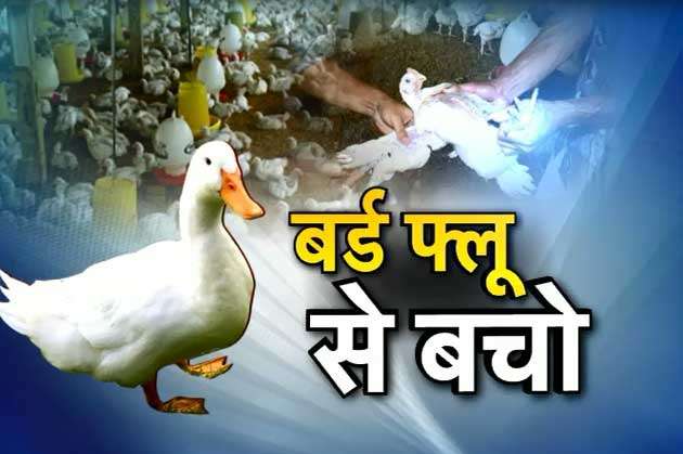 भागलपुर : १ जनवरी को चिकन खाने वाले साबधान… बर्ड फ्लू से चार दिनों में 100 से अधिक मुर्गों की मौत