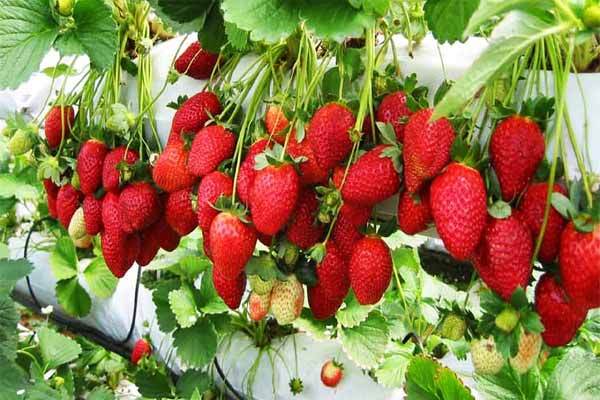 खरीक में स्ट्रॉबेरी की खेती देखने पहुंचे ऑस्ट्रेलिया के कृषि वैज्ञानिक -Naugachia News