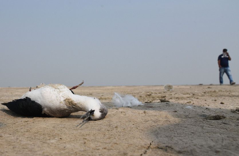 sambhar lake birds dead jpg 80