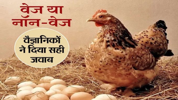 जानिशाकाहारी और मांसाहारी अंडे के बीच का फर्क.. मुर्गे के संपर्क में आए बिना मुर्गी देती है शाकाहारी अंडा