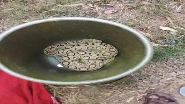नवगछिया। गोपालपुर थाना क्षेत्र के लतरा गांव में निकला जहरीला सांप रसेल्स वाइपर